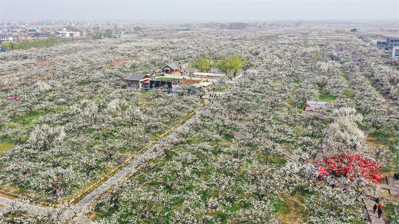 Dangshan in Anhui: Millionen von Birnenb?umen stehen in voller Blüte