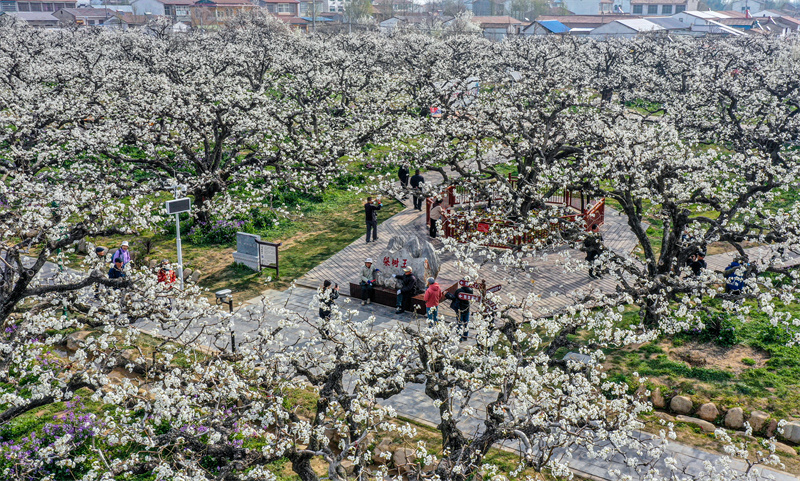 Dangshan in Anhui: Millionen von Birnenb?umen stehen in voller Blüte