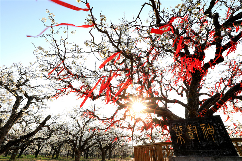 Dangshan in Anhui: Millionen von Birnenb?umen stehen in voller Blüte