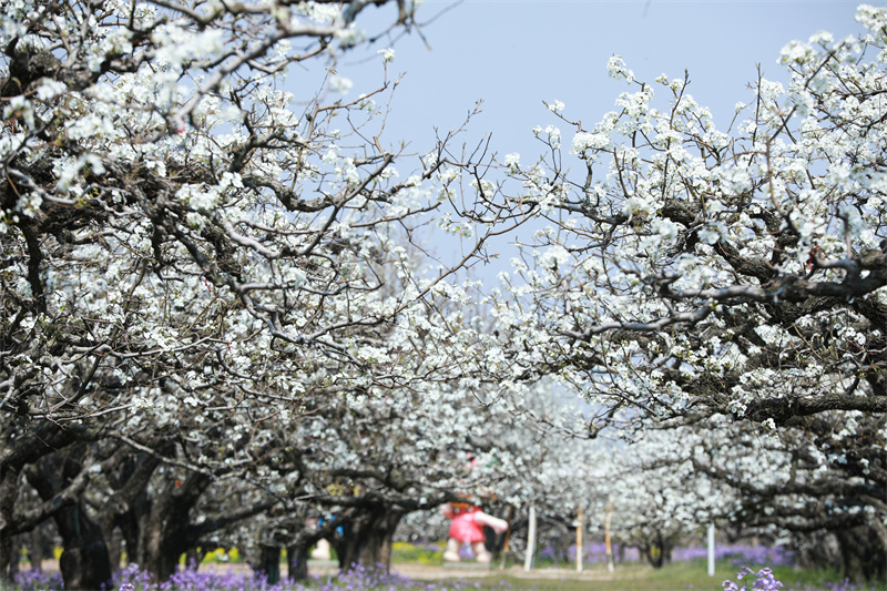 Dangshan in Anhui: Millionen von Birnenb?umen stehen in voller Blüte