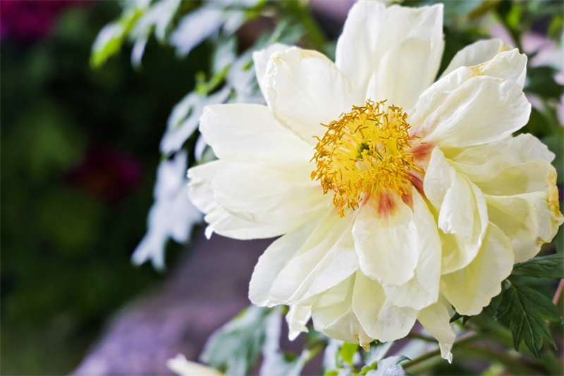 Journalisten des Jugend-Freundschaftsaustauschs besuchen im Rahmen der ?Belt and Road“-Initiative Luoyang