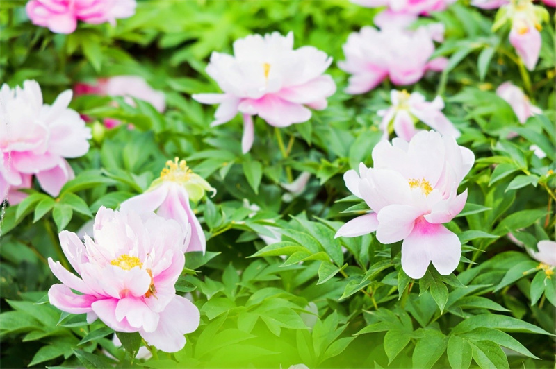 Journalisten des Jugend-Freundschaftsaustauschs besuchen im Rahmen der ?Belt and Road“-Initiative Luoyang