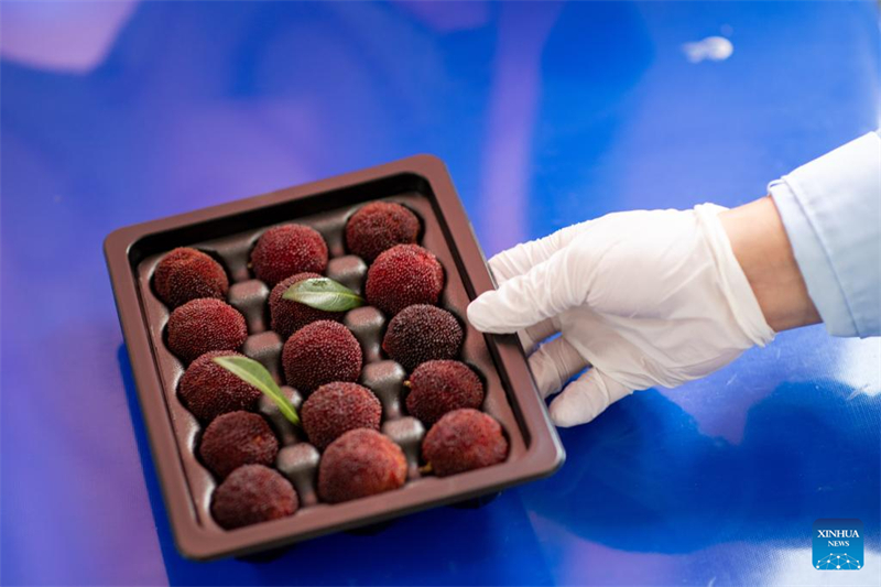 China exportiert frische Dongkui-Wachsbeeren nach Deutschland