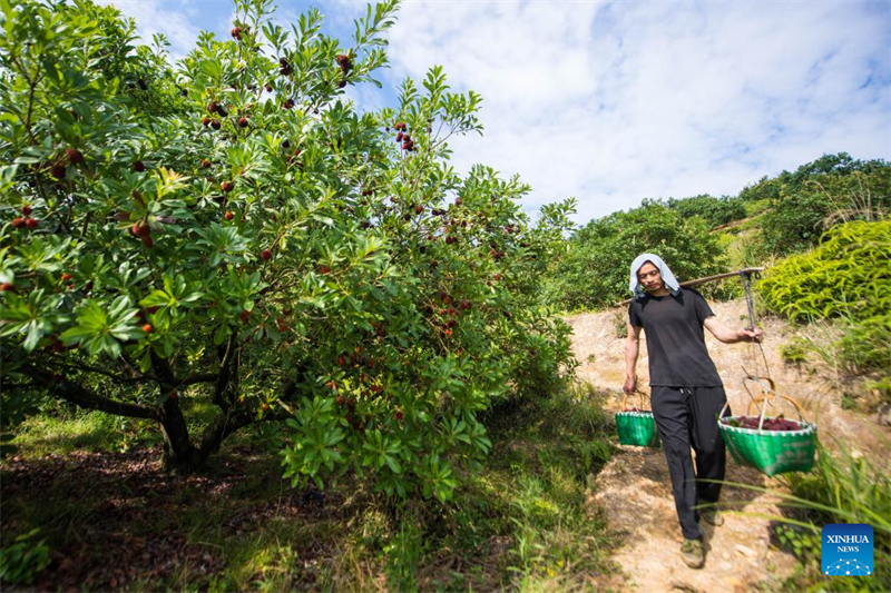 China exportiert frische Dongkui-Wachsbeeren nach Deutschland