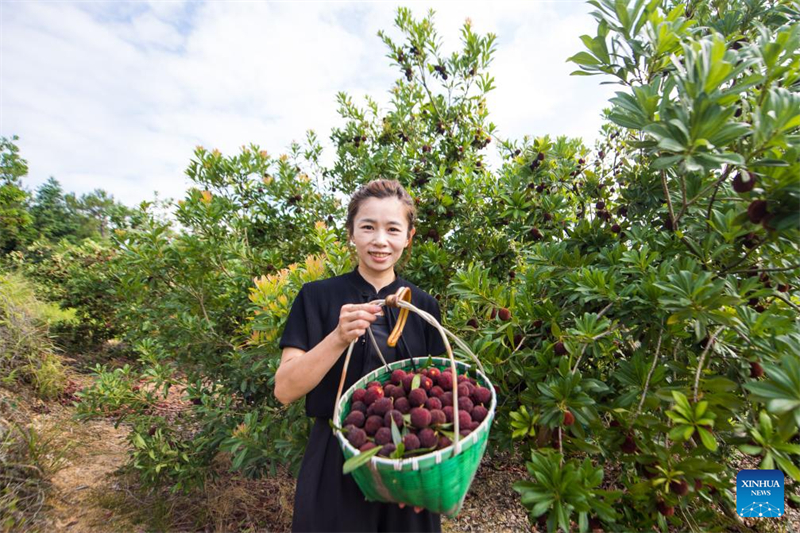 China exportiert frische Dongkui-Wachsbeeren nach Deutschland