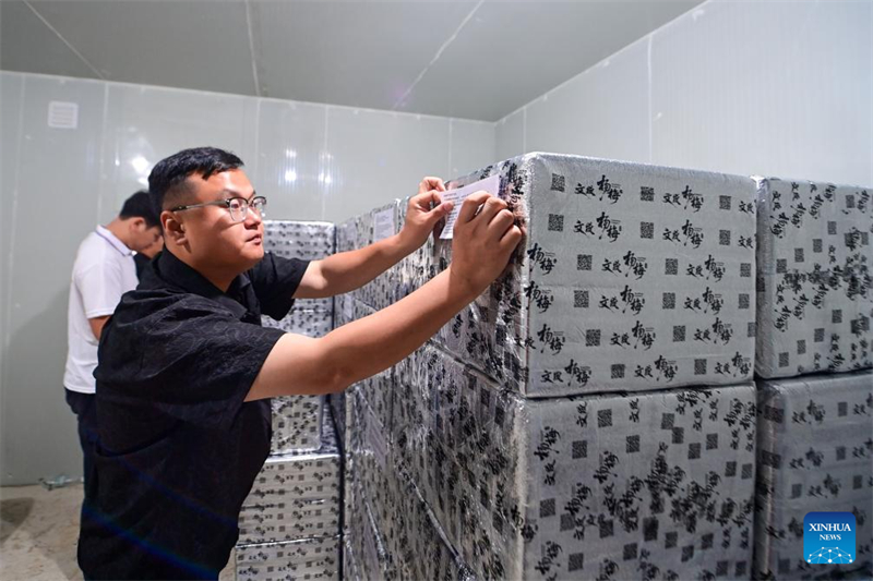 China exportiert frische Dongkui-Wachsbeeren nach Deutschland