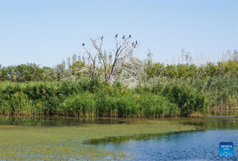 Feuchtgebiete im chinesischen Xinjiang dienen als wichtige ?kologische Rückzugsorte