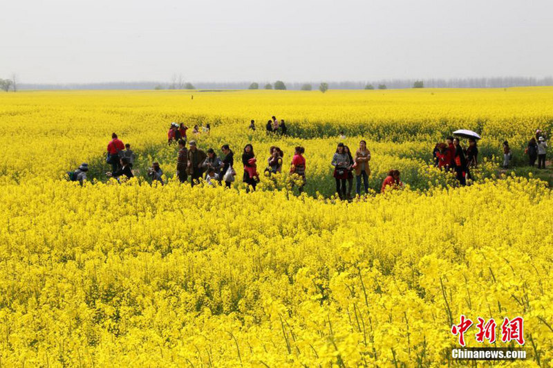 Raps blüht in Südchina